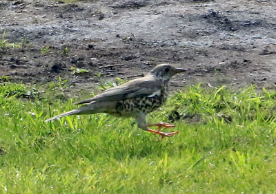 Possibly a thrush.