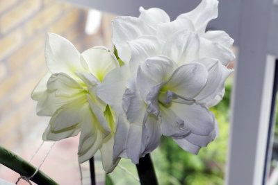 I bought this Amaryllis from the Queen.