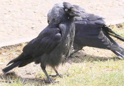 This has to be the meanest toughest Jackdaw I ever seen.