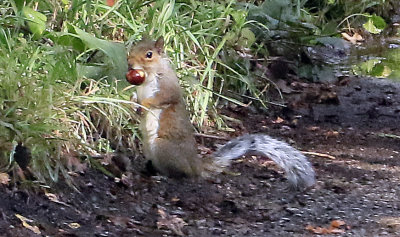 First time I have seen a squirrel eating conkers.