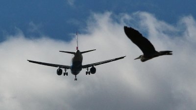 Planes are getting smaller, birds are getting bigger.