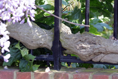 13th June 2020. No wonder trees are so tough, always eating Iron.