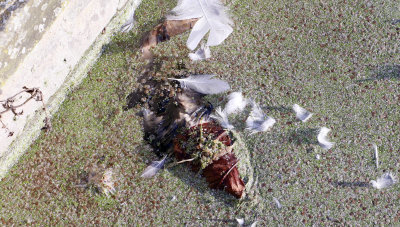 It was alive once, either a fish, or a bird. I never bothered to find out.
