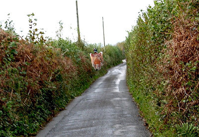 A Pheasant at about 30 mph.