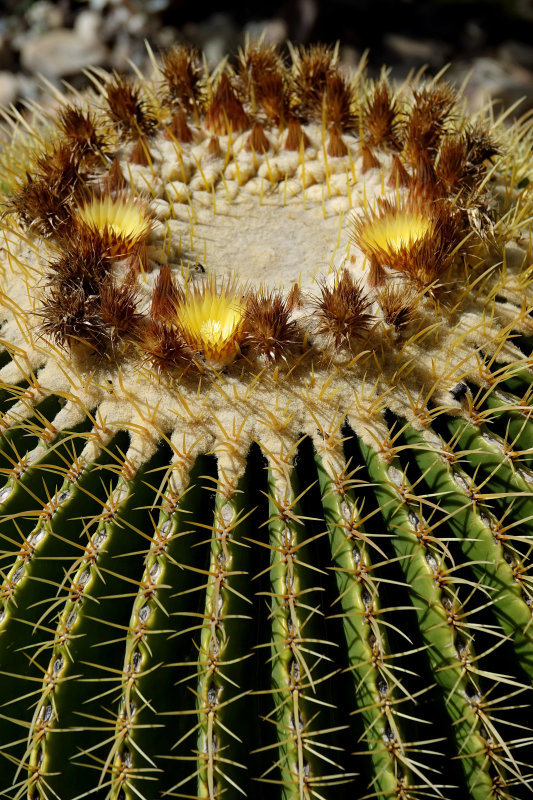 barrel cactus