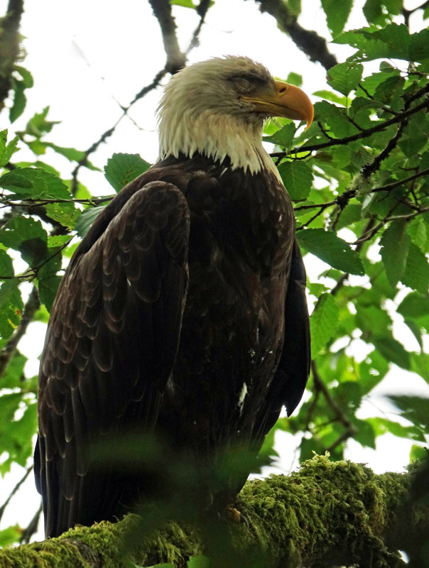 Bald eagle