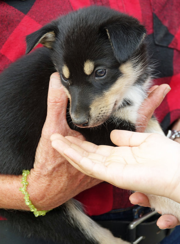 Alaskan huskie pup