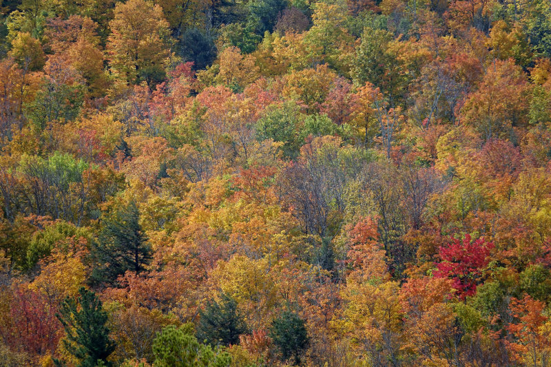 fall colors