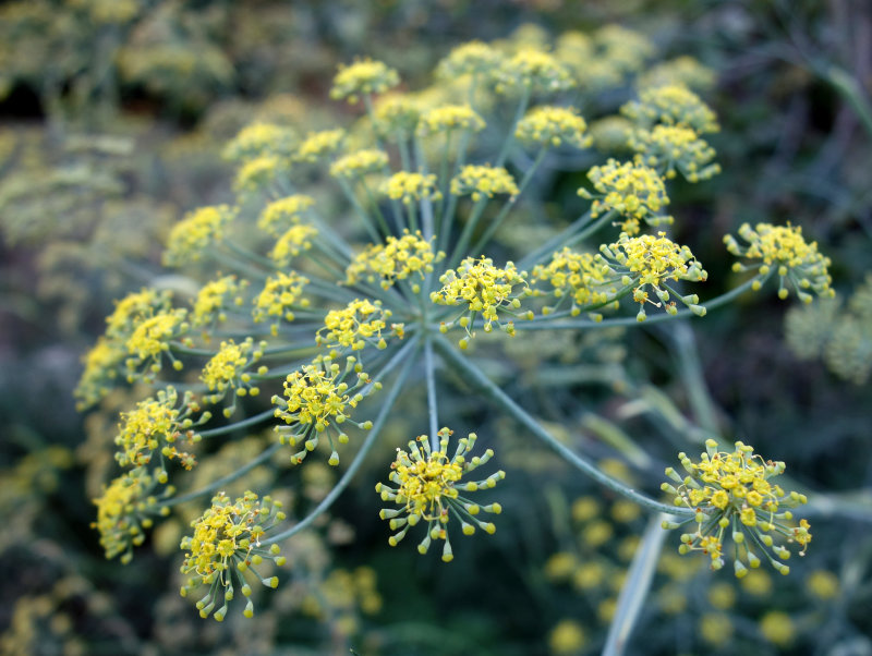 Bronze fennel photo GeneWard photos at