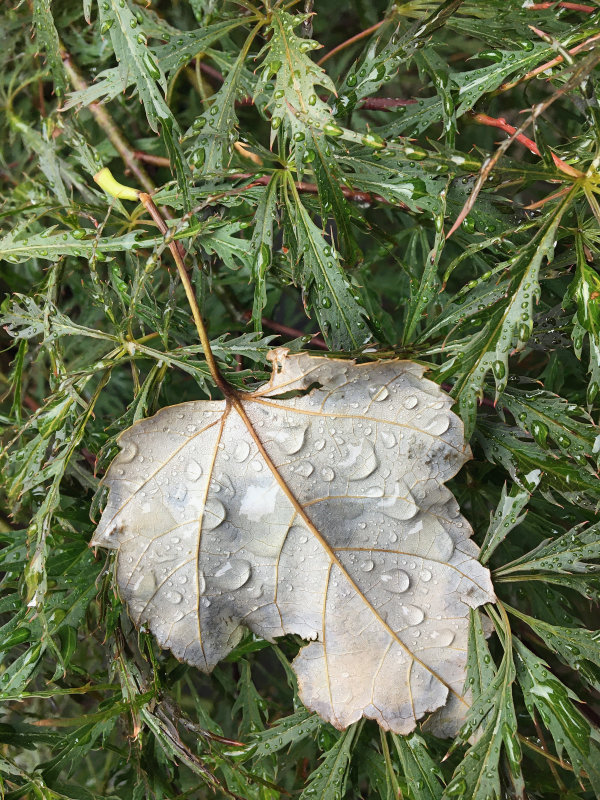 leaves