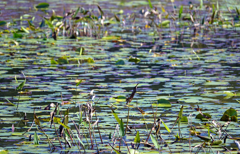 Louisa Pond