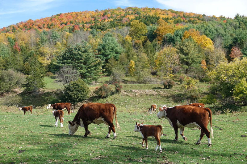 Dairy farm