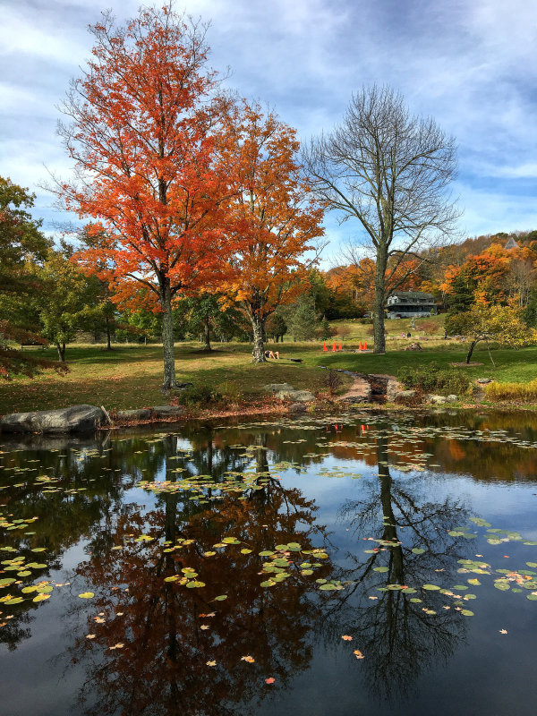 trees reflected