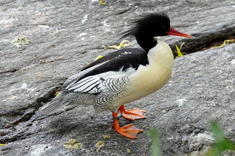 Scaly sided merganser