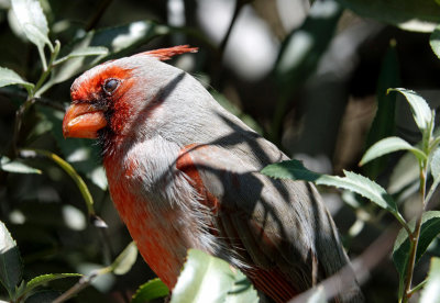 pyrrhuloxia cardinal torito