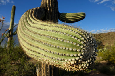 saguaro arm
