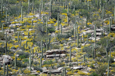 saguaro and yellow flowers