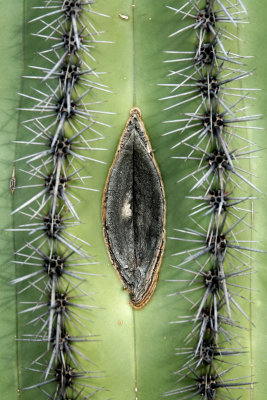 saguaro