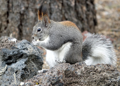 Aberts squirrel