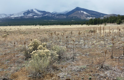 Sunset Crater Volcano N.M.