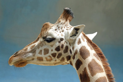 giraffe