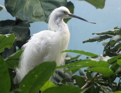 snowy egret