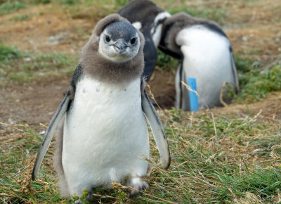 Magellanic penguin chick