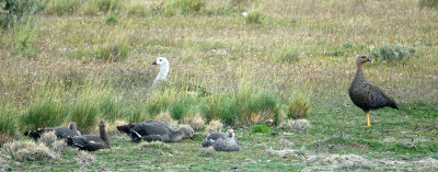 Patagonian geese