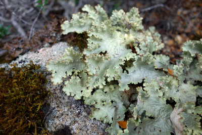 ragged lichen