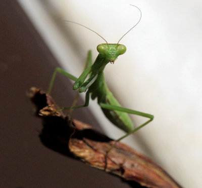 Praying Mantis