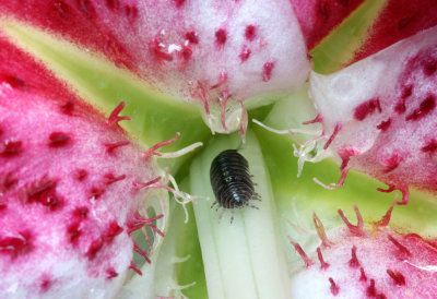 pill bug on lily