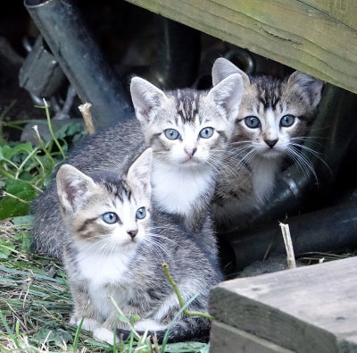 three of a kind