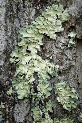 Punctelia (lichen)