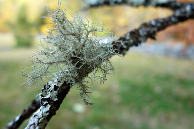 lichen (Usnea filipendula)