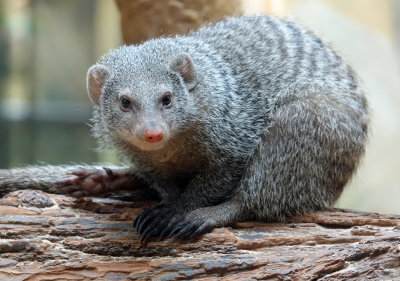 Banded mongoose