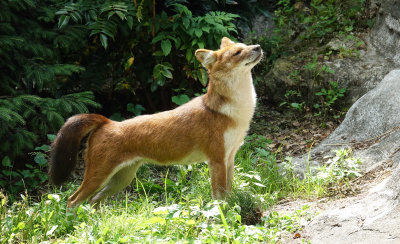 Dhole