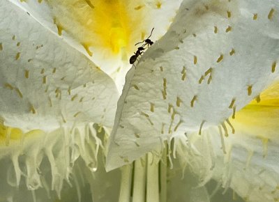 Two ants on white lily