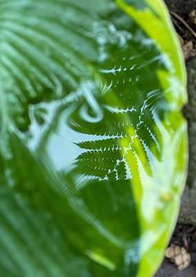 fern reflected in hosta leaf