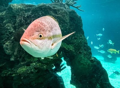 New York Aquarium