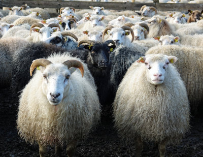 jury of sheep
