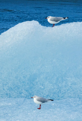 Artic terns