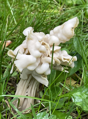 Helvella crispa mushroom