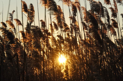 sun through the reeds