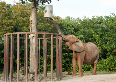 elephant and iguana