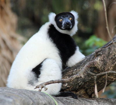 Black and white ruffed lemur