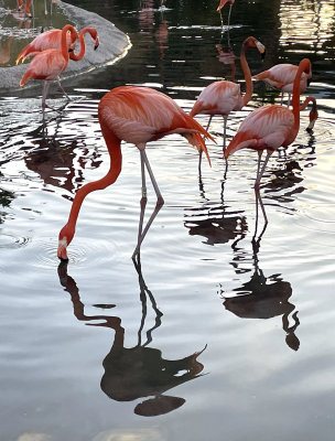 Flamingos