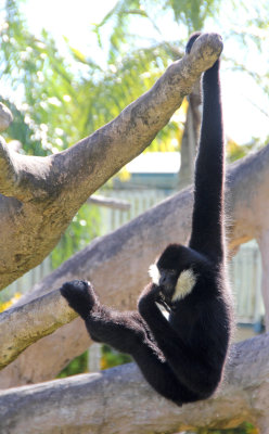 White-cheeked gibbon