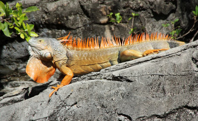 Iguana