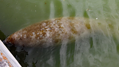 Manatee