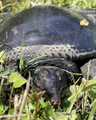 Softshell turtle